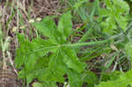 Texas bullnettle